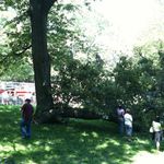 A fallen tree branch in Central Park